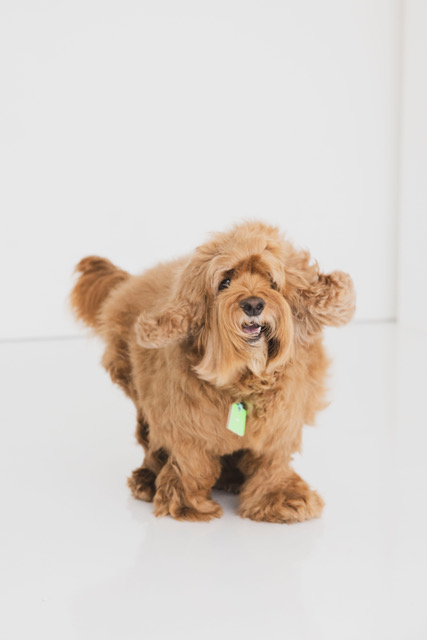 犬の写真