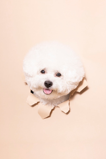犬の写真