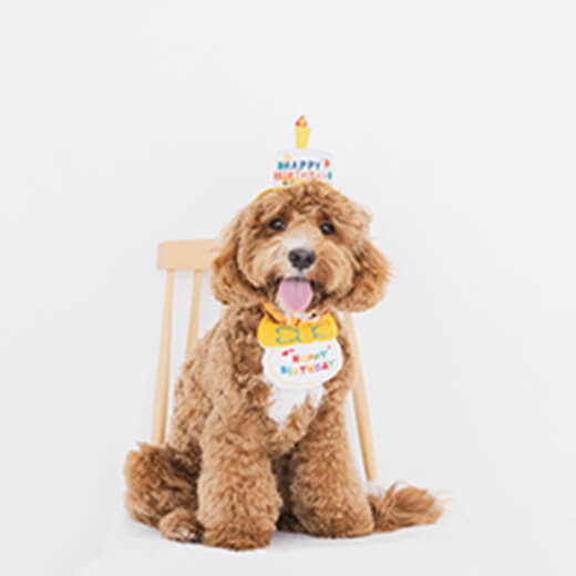 犬の誕生日の写真