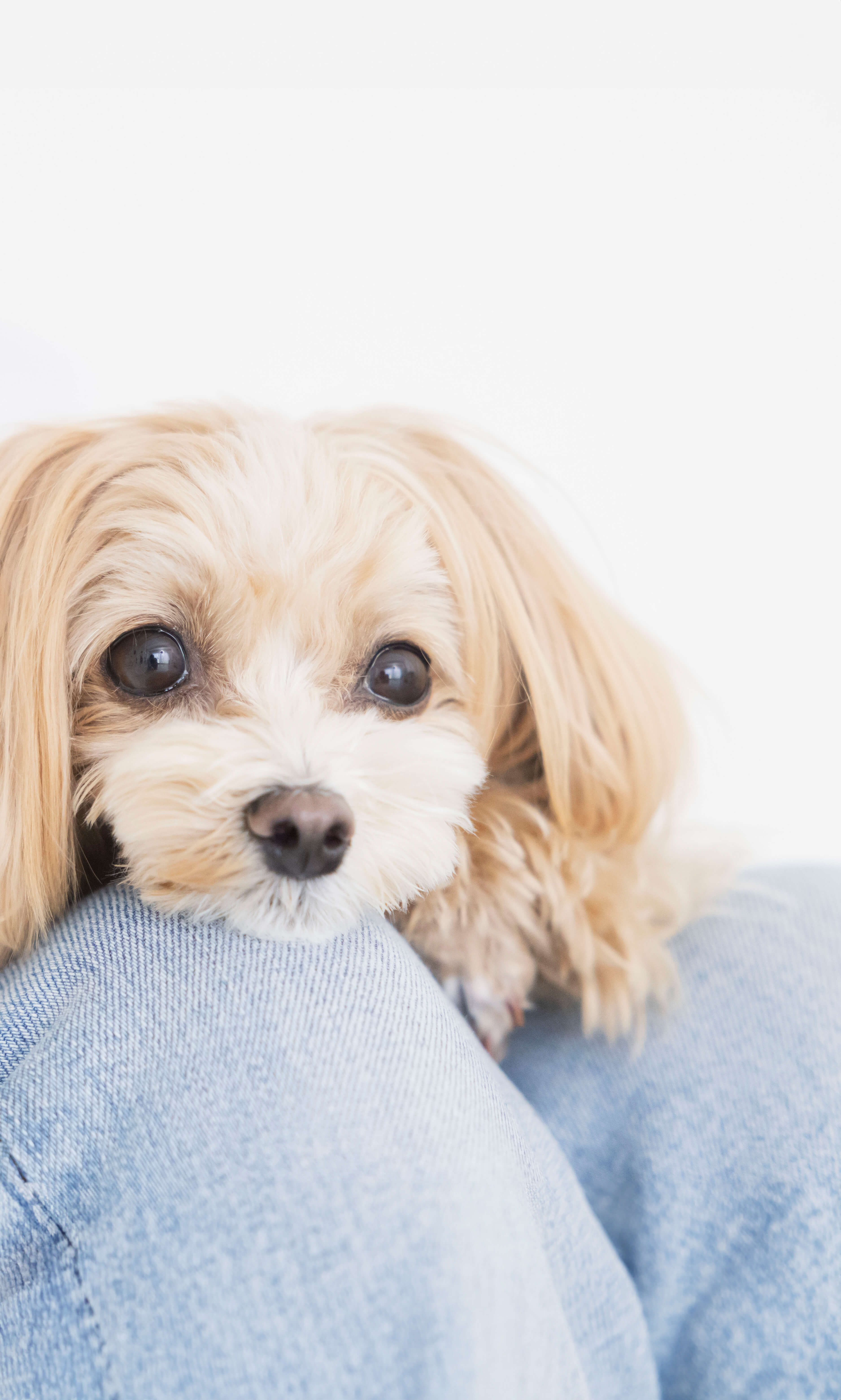 人間の膝に犬が顔を乗せている様子