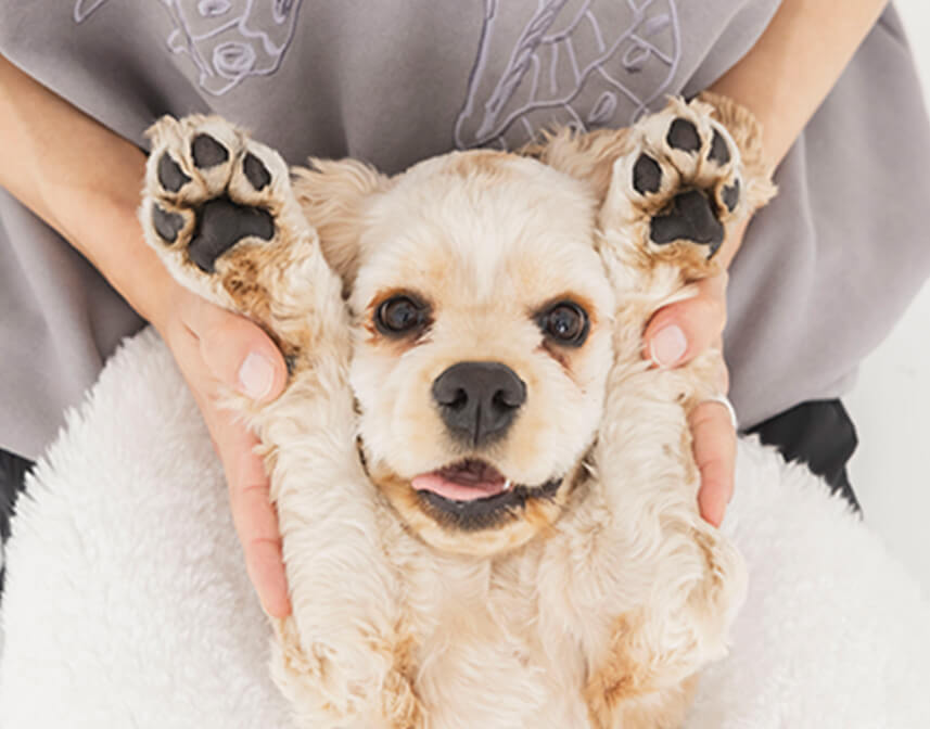 犬が仰向けの写真