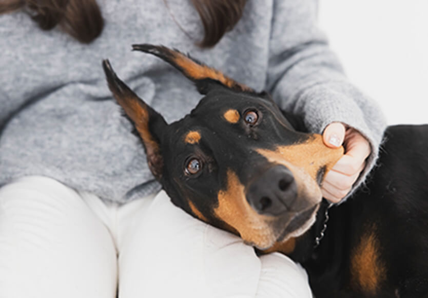 犬のほっぺを引っ張っている写真