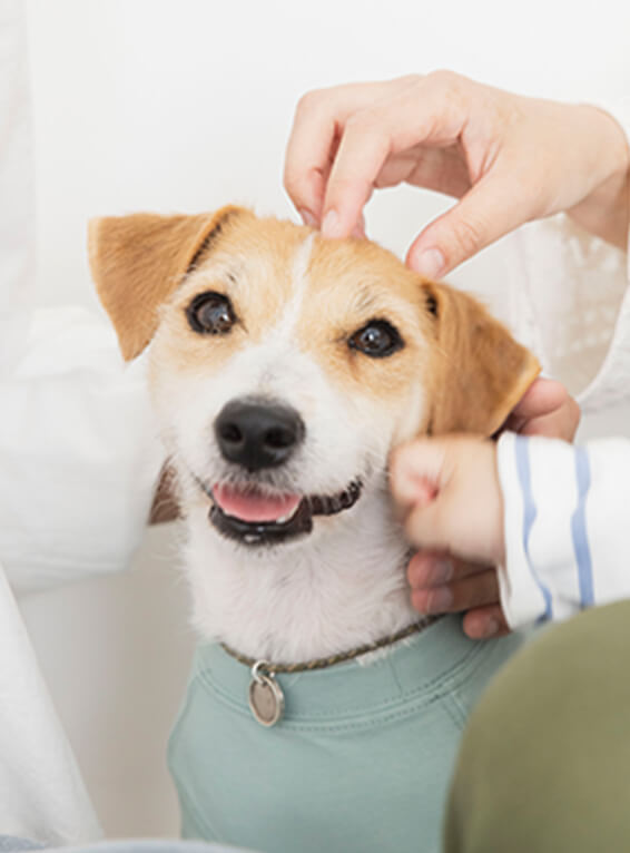 頭を撫でられている犬の写真