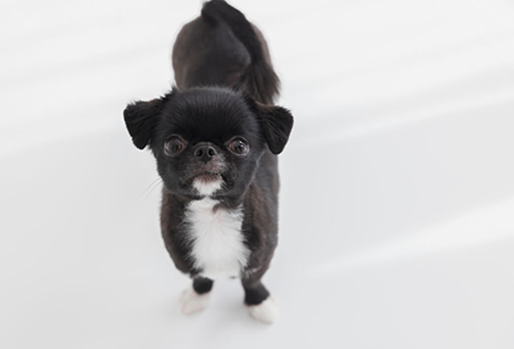 黒くて小さい犬の写真