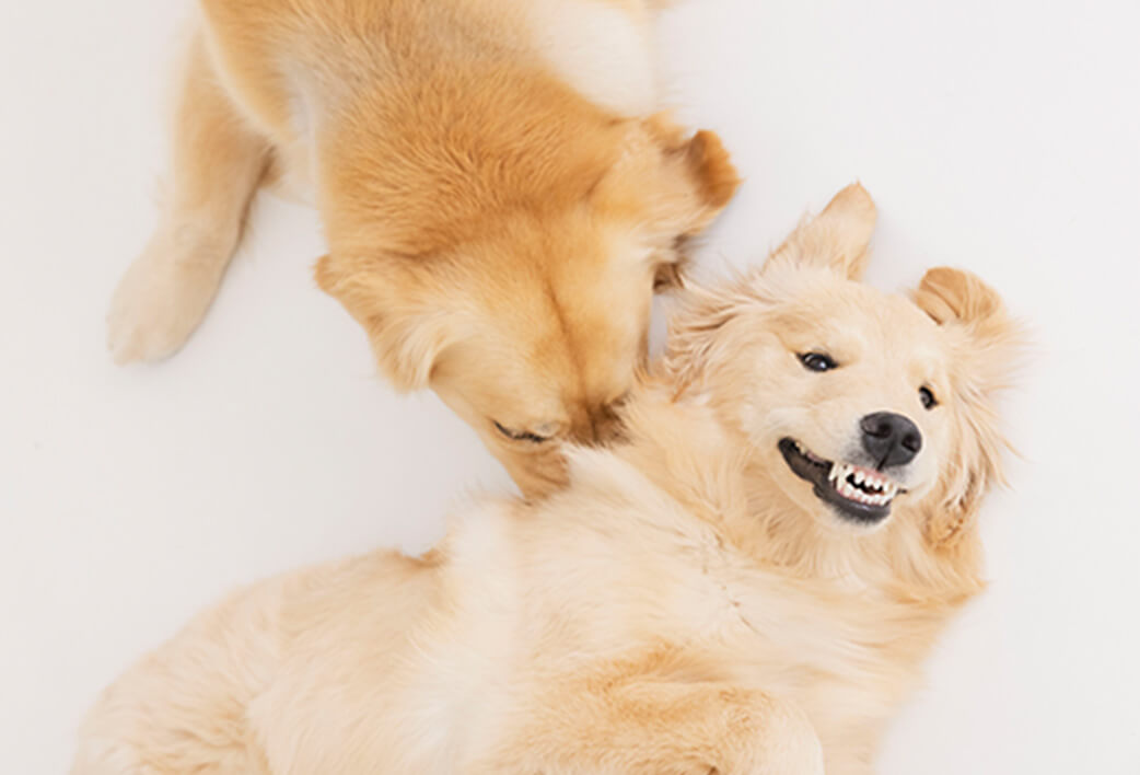 大型犬2匹が戯れあっている写真